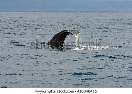 Sperm Whale. Picture taken from whale watching cruise in Strait of Gibraltar