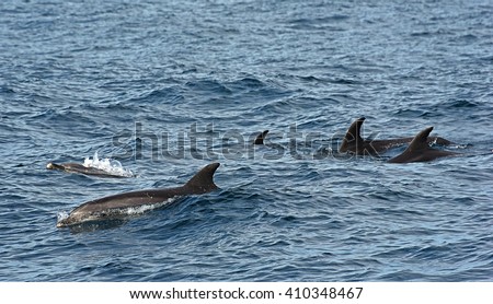 bottlenose dolphin. Picture taken from whale watching cruise in Strait of Gibraltar