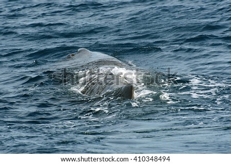 Sperm Whale. Picture taken from whale watching cruise in Strait of Gibraltar