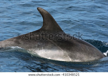 bottlenose dolphin. Picture taken from whale watching cruise in Strait of Gibraltar