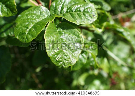 Poison Oak Leaf Stock Photo High Quality  