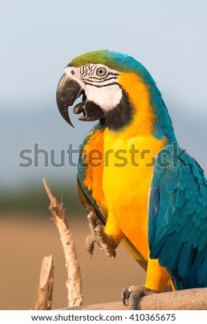 parrot macaw on sky evening background