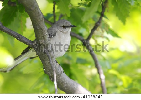 Northern Mockingbird (Mimus polyglottos) in tree in New York City's Central Park