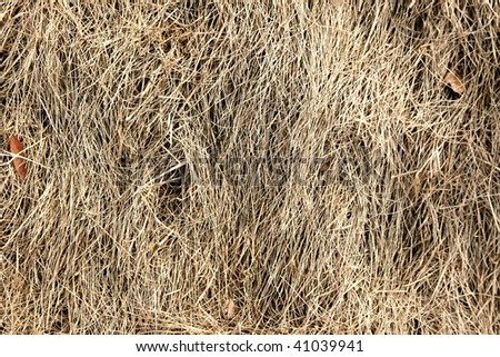 dry grass background