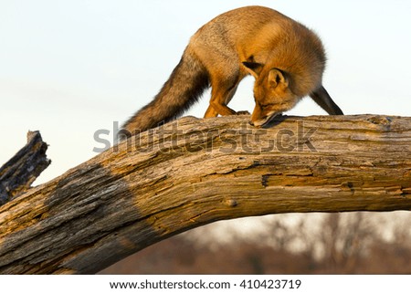 Red Fox on a Tree Branch