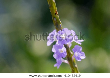 blue flower and sky