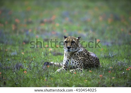 Cheetah waiting for lunch