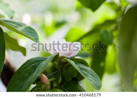 Quince tree flower with natural background and soft focus. High resolution and quality