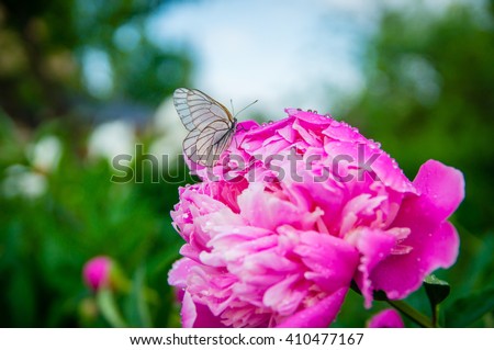 Look at a butterfly on a flower in the summer and spring
