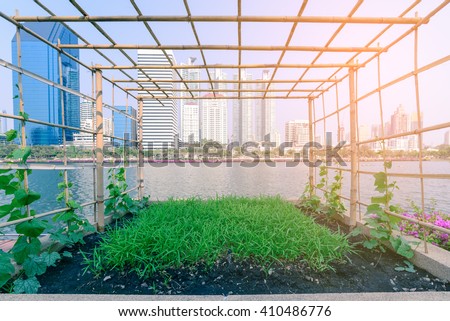 Vegetable plantation in urban garden. Royalty-Free Stock Photo #410486776