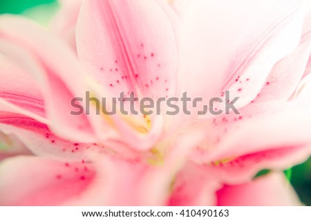 romance lilly flower sweet color background