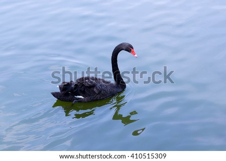 Black beautiful swan swims on water