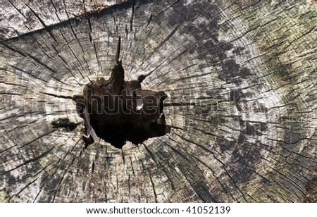 Close up of tree log with cracked surface