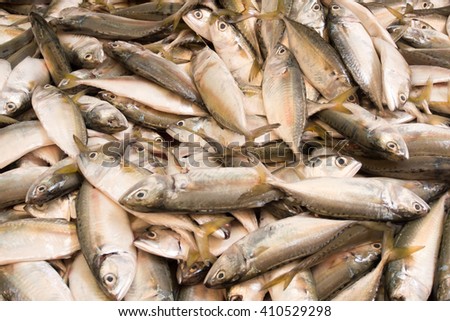 fresh fish for sale on the market