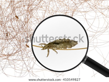 Head lice (louse) - view through a magnifying glass and human hair with head lice (louse). Macro. All objects Isolated on a white background.