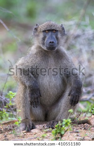 Baboon forage for food in the early morning sunshine