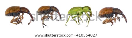 True weevils (Coleoptera: Curculionidae) isolated on a white background 