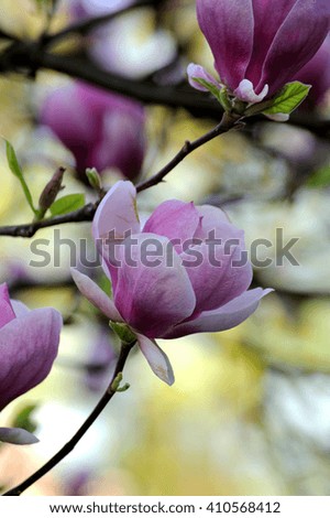 Spring magnolia flowers, natural abstract soft floral background