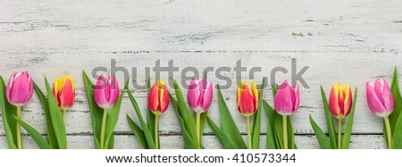  Tulips on a white background with copyspace
