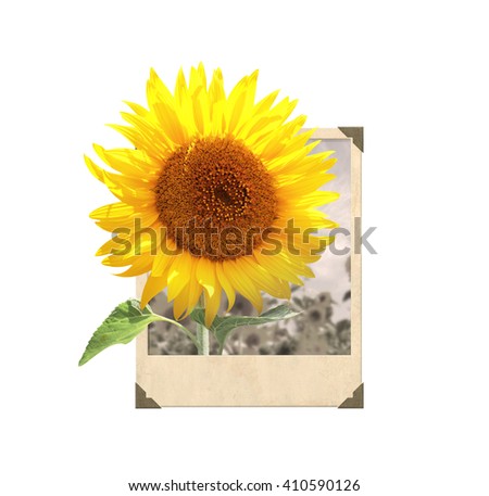 Sunflower in vintage photo frame with 3d effect. Isolated on white background