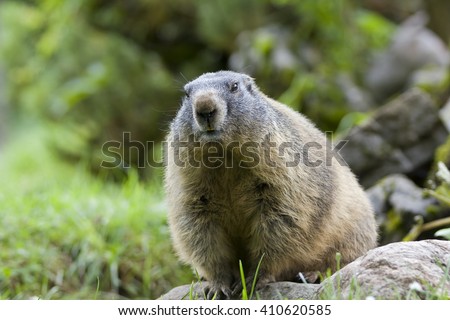 Alpine marmot (Marmota marmota), High Tauern National Park, Carinthia, Austria, Europe