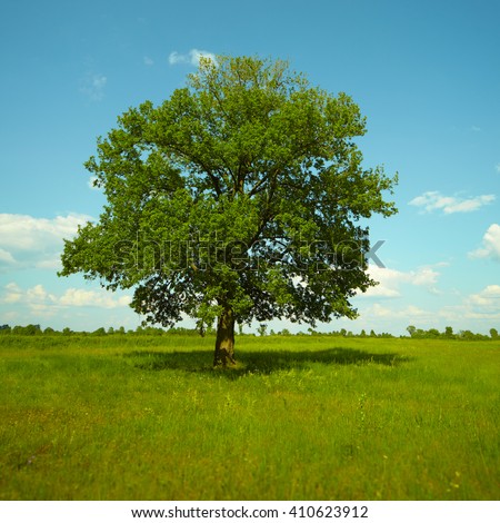 Old Oak tree standing alone in a field against a blue sky with clouds