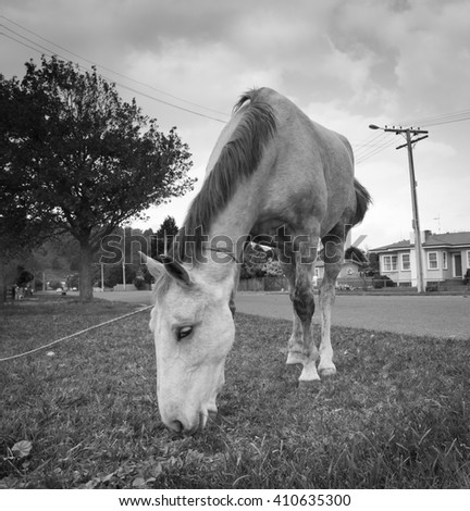 gray scale, monotone, black and white photo documentary type image of grey horse eating lawn grass outside a suburban state house in Gisborne, New Zealand 