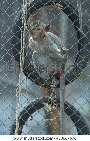 monkey in cage, zoo