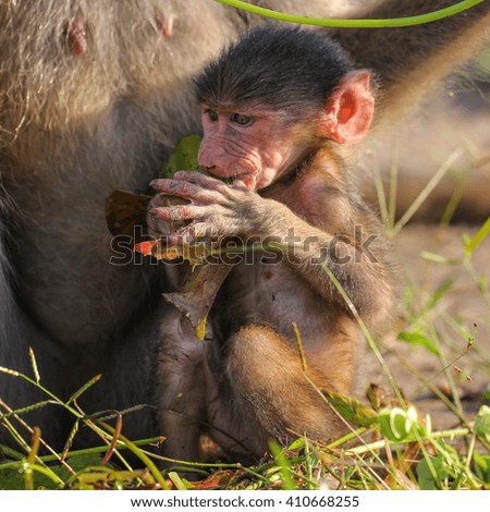 Baby chacma baboon learning to eat through play, Botswana