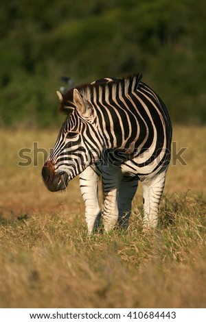 A burchell zebra submerged in grass in this lovely low angle front on portrait.Taken while on safari in the eastern cape,south africa