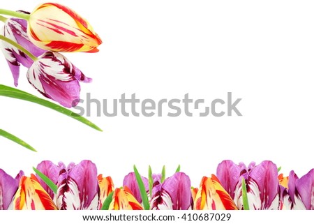 colorful spring tulip flower