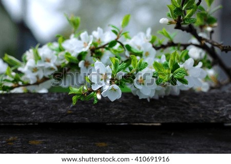Tender spring flowers of apple. Authentic rustic landscape.