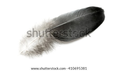 birds of a feather isolated on white background