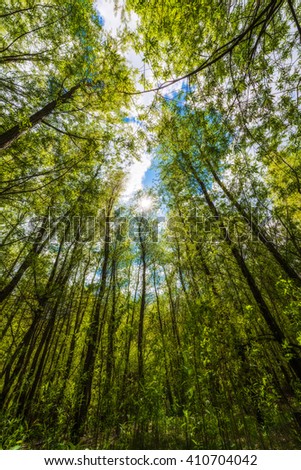 Look up in the green spring forest