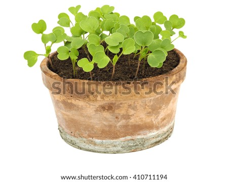 Young rucola laves growing in a clay pot on a white background