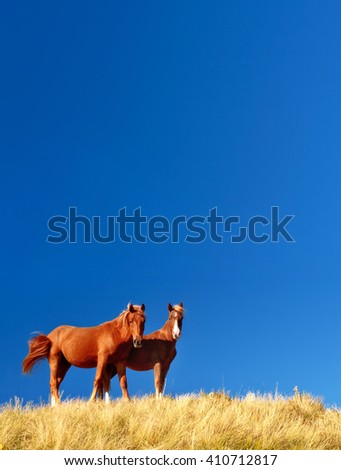 Horses graze in the yellow grass on a blue background. Picturesque and gorgeous scene. Location place Carpathian, Ukraine, Europe. Artistic picture. Beauty world.