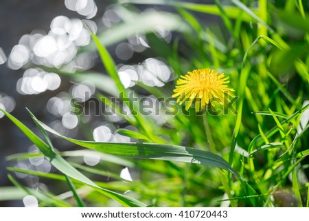 Green meadow with a dandelion, a stream flows on background