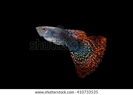 Fish guppy pet isolated on black background 
