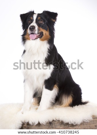 Australian shepherd dog portrait. Image taken in a studio.