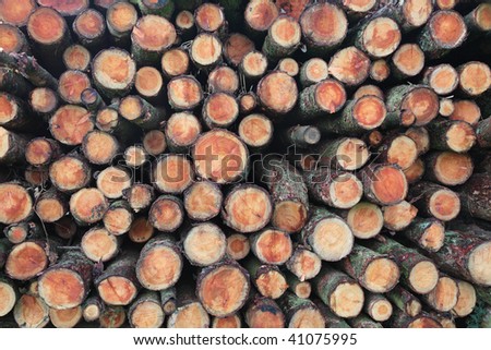 A stack of cut logs
