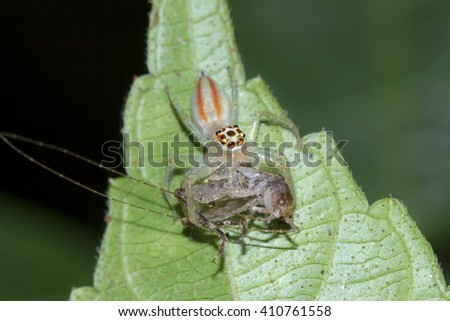 Spider eating the victim, Jumping spider on the leaves