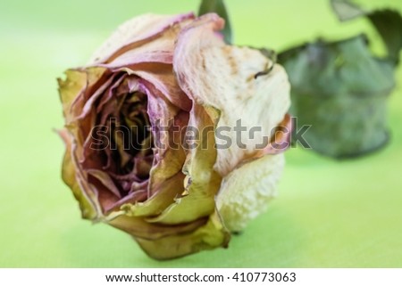 Dried rose on green background