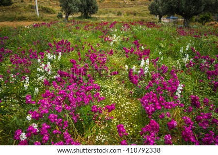 Image of field of colorful spring flowers in Schinias, Greece