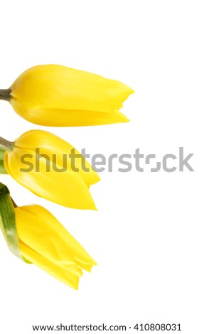 Bouquet of yellow tulips on white