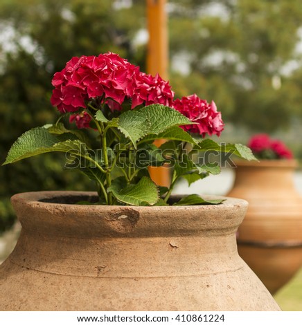 Red Hydrangeas in a terracotta pot