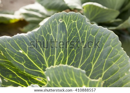   Agricultural field on which grow green immature cabbage, Defocus