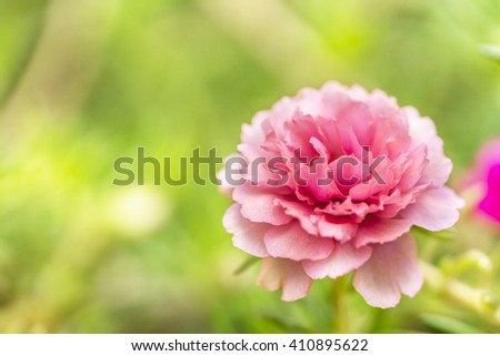 Blooming Peony Pink Flowers With Blurred Background
