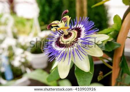 Passiflora caerulea, the blue passionflower, bluecrown passionflower or common passion flower.  Flower is surmounted by a corona of violet filaments Royalty-Free Stock Photo #410903926