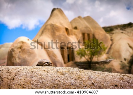 Picture of small turtle in Uchisar Castle neighborhood. Morning in famous Uchisar village, district of Nevsehir Province in the Central Anatolia Region of Turkey, Asia.