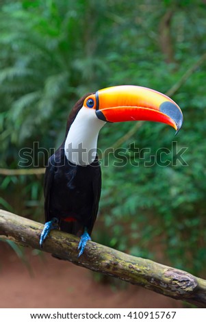 Colorful tucan in the wild